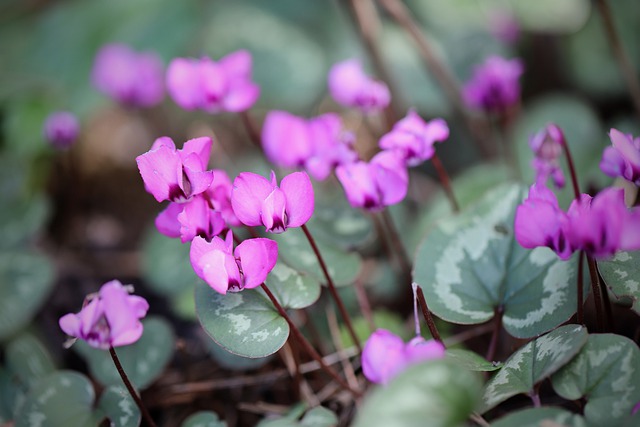 Free download flowers cyclamen pink flowers free picture to be edited with GIMP free online image editor