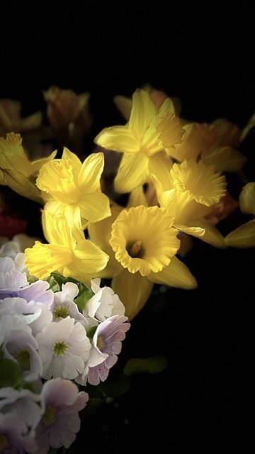 Free download flowers daffodils botany bloom free picture to be edited with GIMP free online image editor