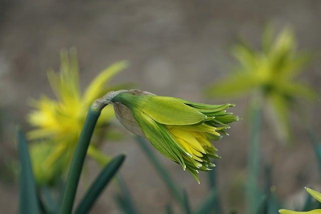 Free download flowers daffodils flower buds free picture to be edited with GIMP free online image editor