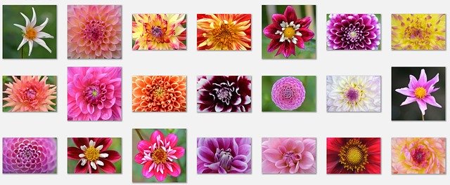 Free download Flowers Dahlia Nature -  free illustration to be edited with GIMP free online image editor