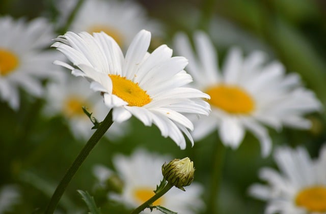 Free download flowers daisies garden spring free picture to be edited with GIMP free online image editor