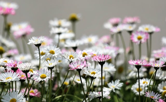 Free download flowers daisies pink flowers free picture to be edited with GIMP free online image editor