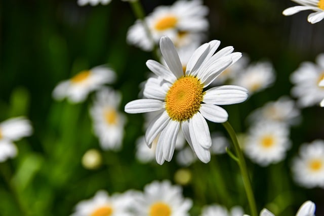 Free download flowers daisies plant petal flora free picture to be edited with GIMP free online image editor