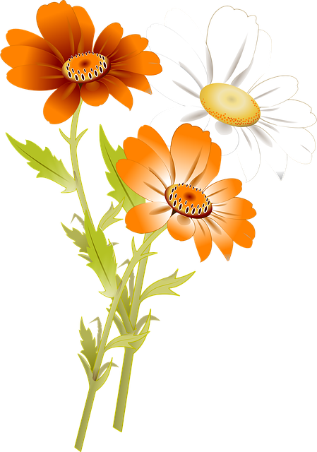 Free download Flowers Daisy White Meadow -  free illustration to be edited with GIMP free online image editor