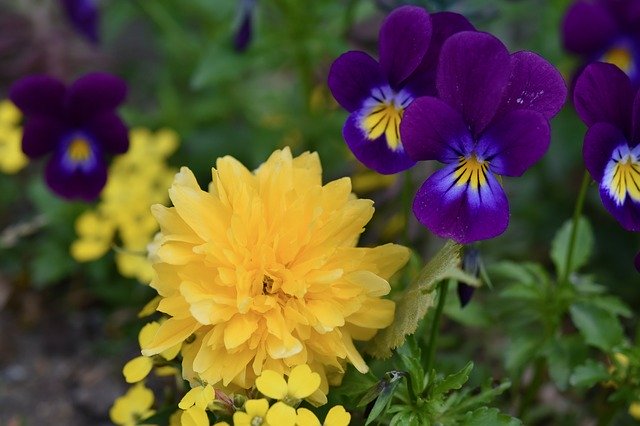 Free download Flowers Dandelion Purple -  free photo or picture to be edited with GIMP online image editor