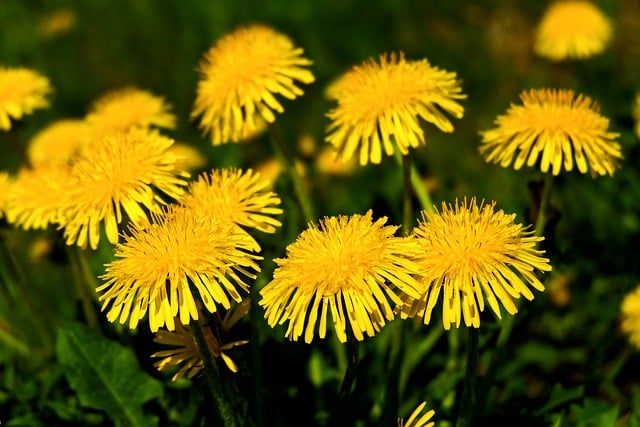 Free download flowers dandelions spring flora free picture to be edited with GIMP free online image editor