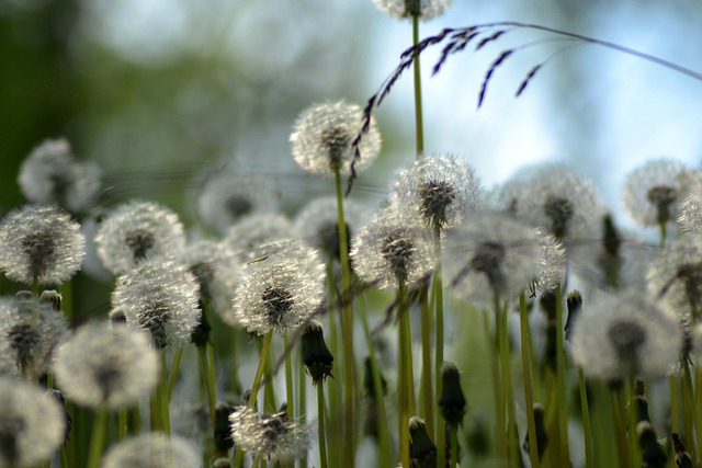 Free download flowers dandelions wildflowers free picture to be edited with GIMP free online image editor