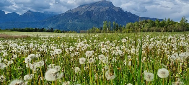 Free download flowers dandelion wish field free picture to be edited with GIMP free online image editor