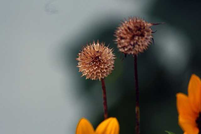 Free download Flowers Dead Lowers Yellow -  free photo or picture to be edited with GIMP online image editor