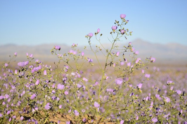 Free download Flowers Desert Lilac Flower -  free photo or picture to be edited with GIMP online image editor