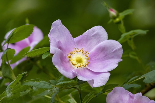 Free download flowers dog rose wild rose free picture to be edited with GIMP free online image editor