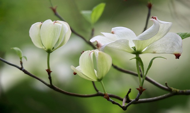 Free download flowers dogwood cornus florida free picture to be edited with GIMP free online image editor