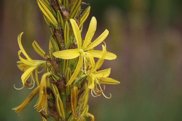 Free download Flowers Exotic Yellow-Green -  free photo or picture to be edited with GIMP online image editor