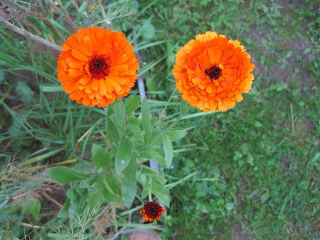 Free download Flowers Eyes Marigold -  free photo or picture to be edited with GIMP online image editor