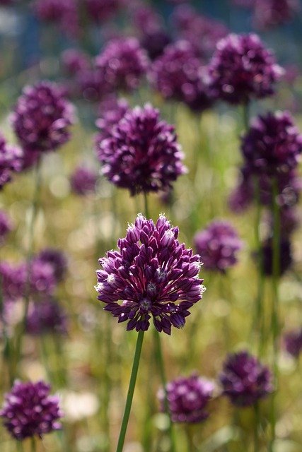 Free download flowers field botany summer free picture to be edited with GIMP free online image editor