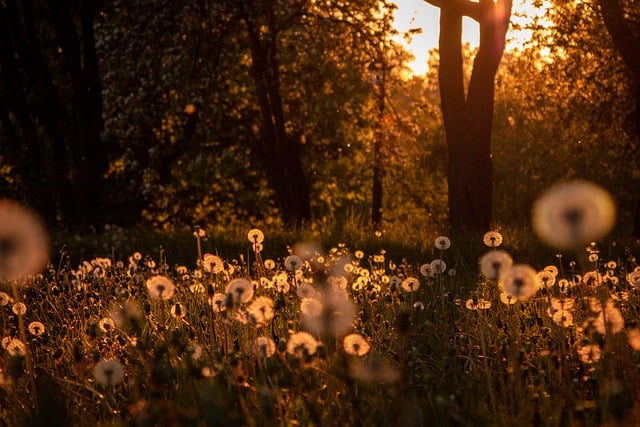 Free download flowers field dandelions nature free picture to be edited with GIMP free online image editor