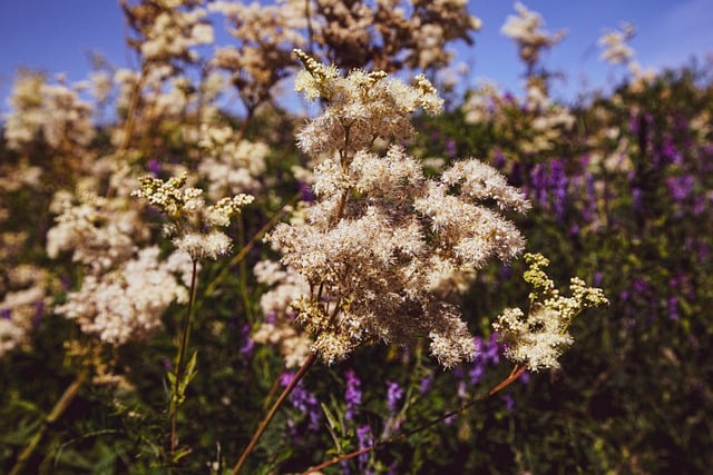 Free download flowers field flower field closeup free picture to be edited with GIMP free online image editor