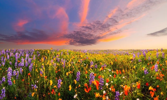 Free download flowers field meadow sky clouds free picture to be edited with GIMP free online image editor