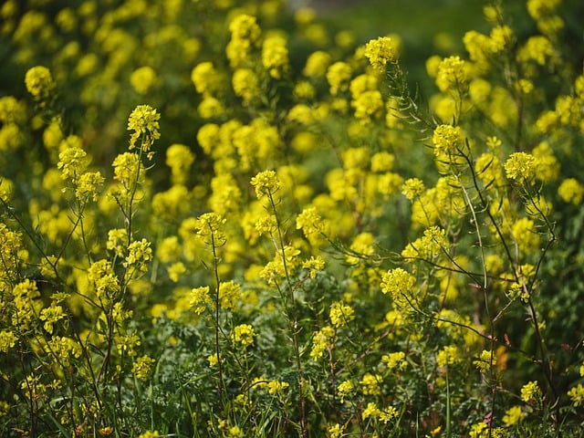 Free download flowers field nature outdoors view free picture to be edited with GIMP free online image editor