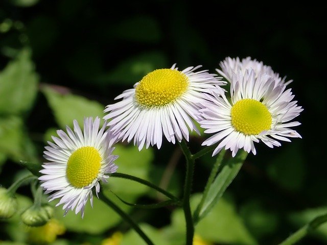 Free download Flowers Fine Jet Pointed Flower -  free photo or picture to be edited with GIMP online image editor