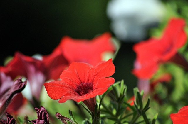 Free download flowers flora bloom flowering red free picture to be edited with GIMP free online image editor