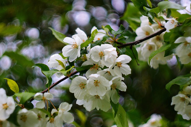Скачать бесплатно цветы флора деревня деревья природа бесплатное изображение для редактирования с помощью бесплатного онлайн-редактора изображений GIMP