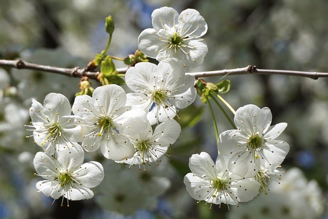 Free download flowers flowering tree white flowers free picture to be edited with GIMP free online image editor