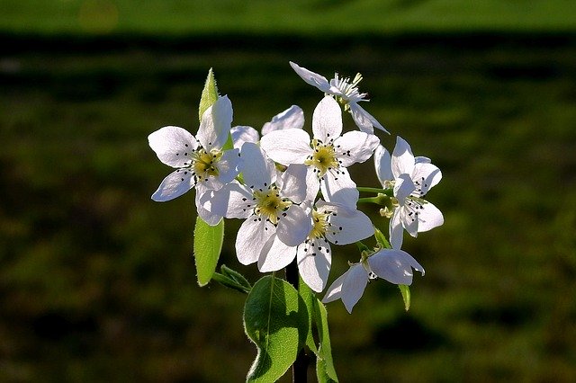 Free download Flowers Flowering White -  free photo or picture to be edited with GIMP online image editor