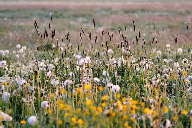 Free download flowers flower meadow flora petals free picture to be edited with GIMP free online image editor