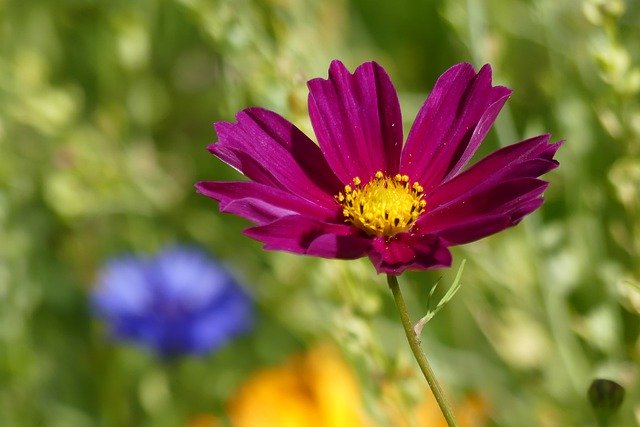 Free download Flowers Flower Meadow Nature Wild -  free photo or picture to be edited with GIMP online image editor