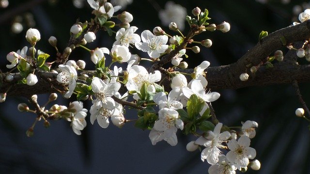 Free download Flowers Flower Nature Spring Plum -  free photo or picture to be edited with GIMP online image editor