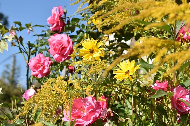 Free download Flowers Flower Pink Yellow -  free photo template to be edited with GIMP online image editor