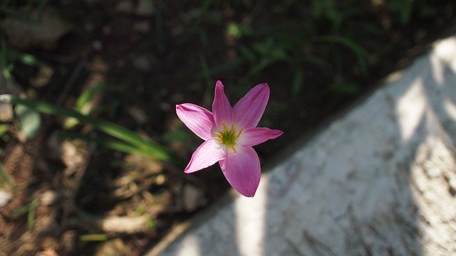 Free download Flowers Flower Purple -  free photo or picture to be edited with GIMP online image editor