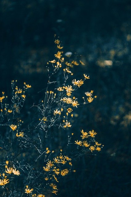 Free download flowers forest field meadow plants free picture to be edited with GIMP free online image editor