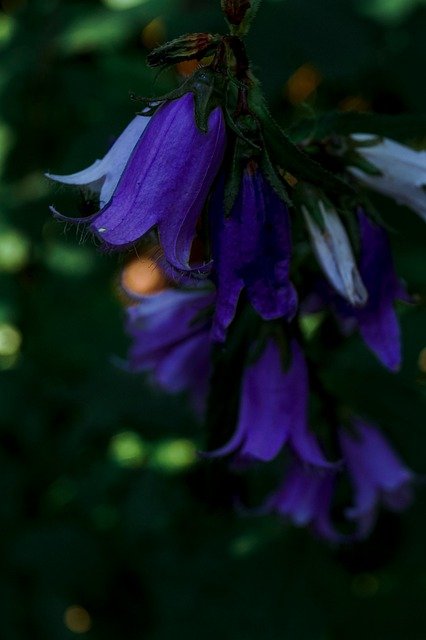 Free download flowers forest nature bellflower free picture to be edited with GIMP free online image editor