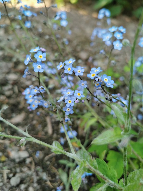 flores no me olvides planta de flores de OffiDocs