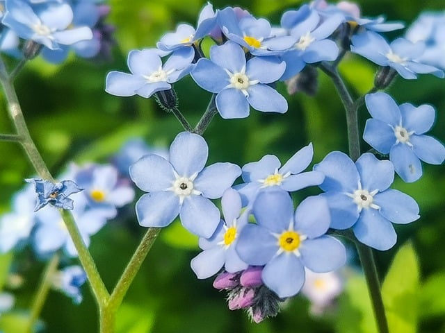 Free download flowers forget me not petals free picture to be edited with GIMP free online image editor