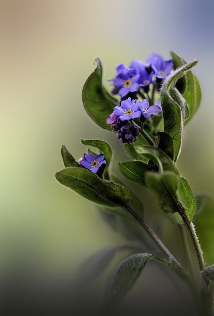 Free download flowers forget me nots blue macro free picture to be edited with GIMP free online image editor