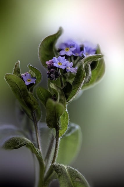 Free download flowers forget me nots leaves blue free picture to be edited with GIMP free online image editor