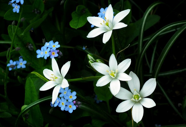 Free download flowers forget me nots spring free picture to be edited with GIMP free online image editor