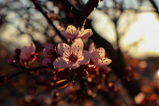 Free download flowers fruit tree blood plum free picture to be edited with GIMP free online image editor