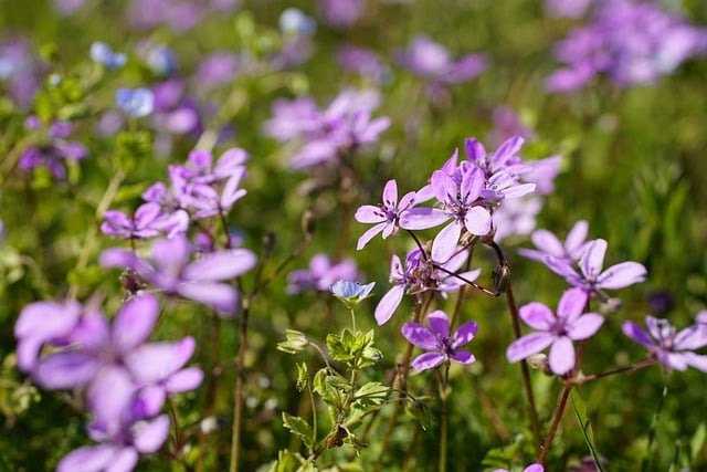 Free download flowers geranium geranium molle free picture to be edited with GIMP free online image editor