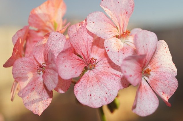 Free download Flowers Geranium Sun -  free photo or picture to be edited with GIMP online image editor