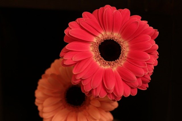 Free download Flowers Gerbera Bloom -  free photo or picture to be edited with GIMP online image editor