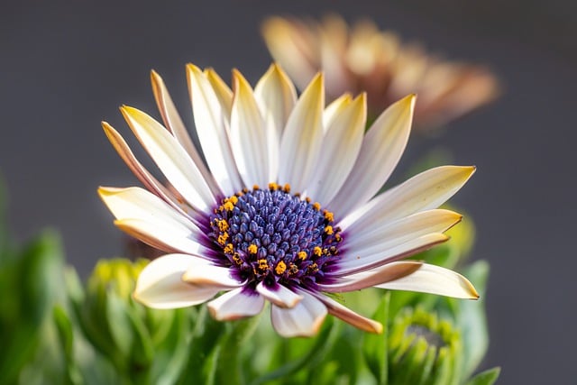 Free download flowers gerbera bloom macro nature free picture to be edited with GIMP free online image editor