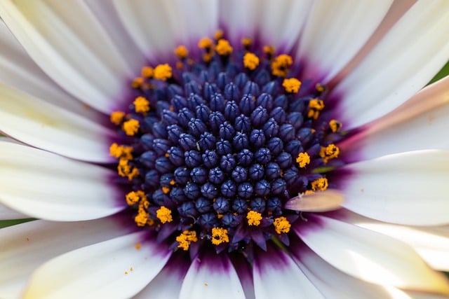 Free download flowers gerbera macro bloom nature free picture to be edited with GIMP free online image editor