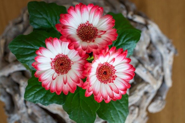 Free download Flowers Gerbera Pink -  free photo or picture to be edited with GIMP online image editor