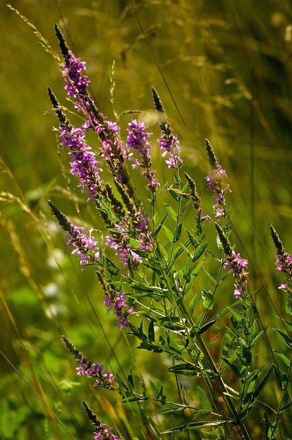 Free download flowers grass meadow plants nature free picture to be edited with GIMP free online image editor