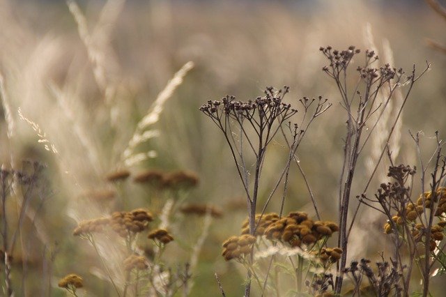 Free download Flowers Grass St -  free photo or picture to be edited with GIMP online image editor