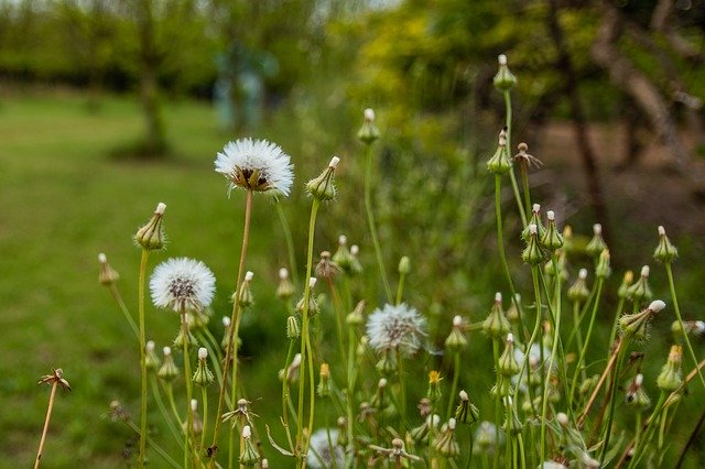 Безкоштовно завантажте Flowers Green Spring — безкоштовну фотографію чи зображення для редагування за допомогою онлайн-редактора зображень GIMP